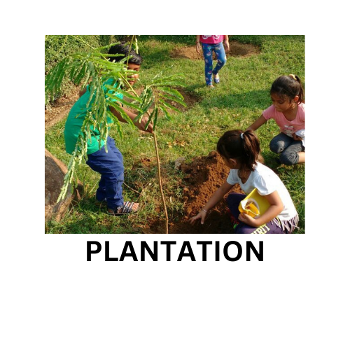 plant new